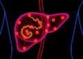 How the Liver’s Internal Clock Regulates Daily Fat Secretion