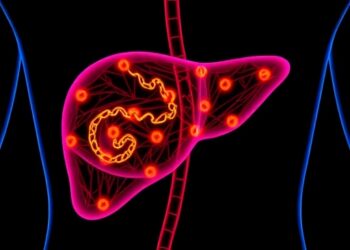 How the Liver’s Internal Clock Regulates Daily Fat Secretion