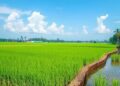 Innovative Farming Technique Enhances Rice Production, Conserves Water, and Reduces Pollution