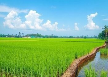 Innovative Farming Technique Enhances Rice Production, Conserves Water, and Reduces Pollution
