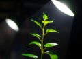 Innovative Light-Activated Mechanism Unveiled for Regulating Plant Growth