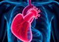 Interpretable AI Boosts Cardiovascular Disease Diagnosis