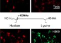 KDM3A Oxidizes Acetyl-Lysine on Histone H3K9