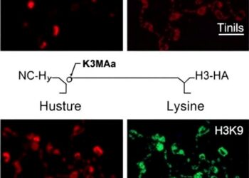 KDM3A Oxidizes Acetyl-Lysine on Histone H3K9
