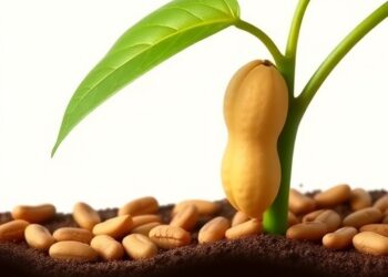 Leucine-Rich Repeat Receptor-Like Kinase AhZAR1 Controls Early Seed Development in Peanut