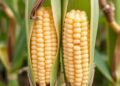Maternal Genes Drive Faster Drying in Hybrid Maize Seeds Through Imprinting