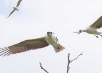 Metabolomic Shifts Drive Long-Distance Bird Migration