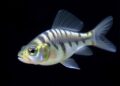 Miniature Zebrafish, Massive Breakthrough: Grass Carp Reproduction Boosted 20-Fold