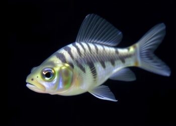 Miniature Zebrafish, Massive Breakthrough: Grass Carp Reproduction Boosted 20-Fold