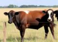 Mizzou Advances Virtual Fencing Technology for Cattle in Missouri and Nebraska