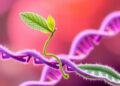 New Functions of Non-m6A mRNA Modifications in Plants
