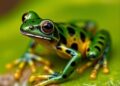New Glassfrog Species Discovered, Honoring Ecuador’s First Female Olympic Gold Medalist