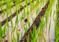 New Study Finds Soil, Rather Than Fertilizer, Drives Nitrogen Gas Emissions in Rice Paddies — Agriculture
