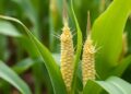 One-Step Creation of SH2ISU1 Sweet Maize Using CRISPR/Cas9 Cytosine Base Editing