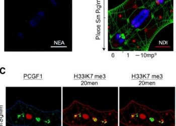 PCGF1-Driven Dynamic Remodeling of H3K27me3 Enables Early Lineage Specification
