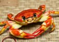 Research Reveals Crabs’ Signature Sideways Walk Traces Back to Shared Ancestor