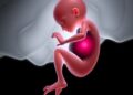 Rethinking Embryo Model Ethics: Moving Beyond Mere Box-Checking