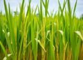 Rice Roots Attract Bacillus Using Heptadecanoic Acid — Biology