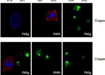 SCFFBXO42 Controls PP2A Degradation Pathway