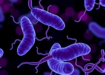 Salmonella Haem Blocks Macrophages, Boosts Infection