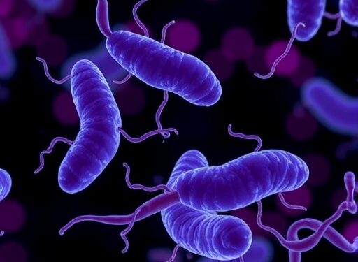 Salmonella Haem Blocks Macrophages, Boosts Infection