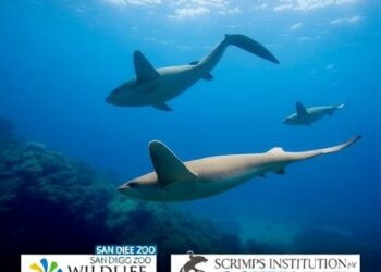 San Diego Zoo Wildlife Alliance and Scripps Institution of Oceanography Collaborate on Groundbreaking Conservation Initiatives
