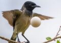 Scientists Unveil Truth Behind Cuckoos’ Egg-Laying Mystery