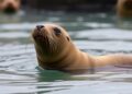 Seals Boost Heart Rates to Detox Following Ocean Foraging Trips — Biology