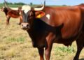 Seaweed Compound Significantly Reduces Methane Emissions in Beef Cattle