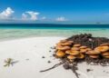 Soil Fungi Drive Island Regeneration: Insights from Earth’s Most Remote Atoll — Biology