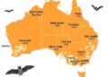Stable Diversity of Hendra Virus in Australian Bats