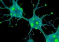 “’Stemness Checkpoint’ Key to Regulating Stem Cell Identity”