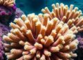 Strategic Trait Selection Key to Enhancing Coral Resilience Against Future Heatwaves
