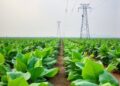 Strategies to Minimize Pollution in Tobacco Farming — Agriculture