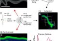 Stretch-Activated Piezo Channels Drive Calcium Entry Development