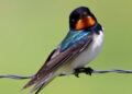 Study Finds Temperature Extremes Pose Greatest Risk to Most Vulnerable Baby Barn Swallows in Colorado