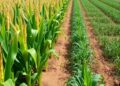 Sustainability of Maize-Soybean Farming Systems Compared