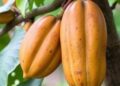 The Role of Papayas in Enhancing Cocoa Cultivation