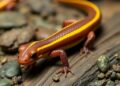 This Salamander Gene Could Be the Key to Regrowing Human Limbs
