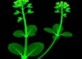 Tracing Arabidopsis Development Reveals Three-Cell Branching Rule