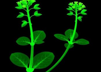 Tracing Arabidopsis Development Reveals Three-Cell Branching Rule