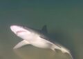 “Triple Threat: Sharks, Beach Nourishment, and Murky Waters Collide”