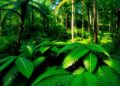Tropical Rainforest Biodiversity: Nature’s Resilience Unveiled