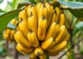 Two NAC Factors Collaborate to Trigger Banana Ripening