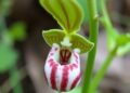 Uncovering Ex Situ Adaptation Mechanisms in Paphiopedilum purpuratum Through Resource Allocation Trade-Offs and Rewired Mycorrhizal Networks