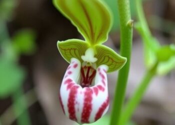 Uncovering Ex Situ Adaptation Mechanisms in Paphiopedilum purpuratum Through Resource Allocation Trade-Offs and Rewired Mycorrhizal Networks