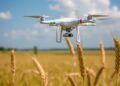 Using Artificial Intelligence and Drones to Identify the Most Resilient Wheat Varieties