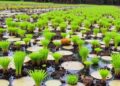 Using Biochar and Smart Water Management to Reduce Peatland Emissions: A New Scientific Approach