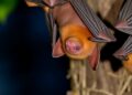 Vital Habitat for Native Bats: A Community Essential for Their Survival