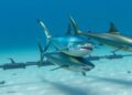 Warm-Blooded Sharks and Tunas Confront “Double Jeopardy” Amid Rising Ocean Temperatures – New Study Reveals